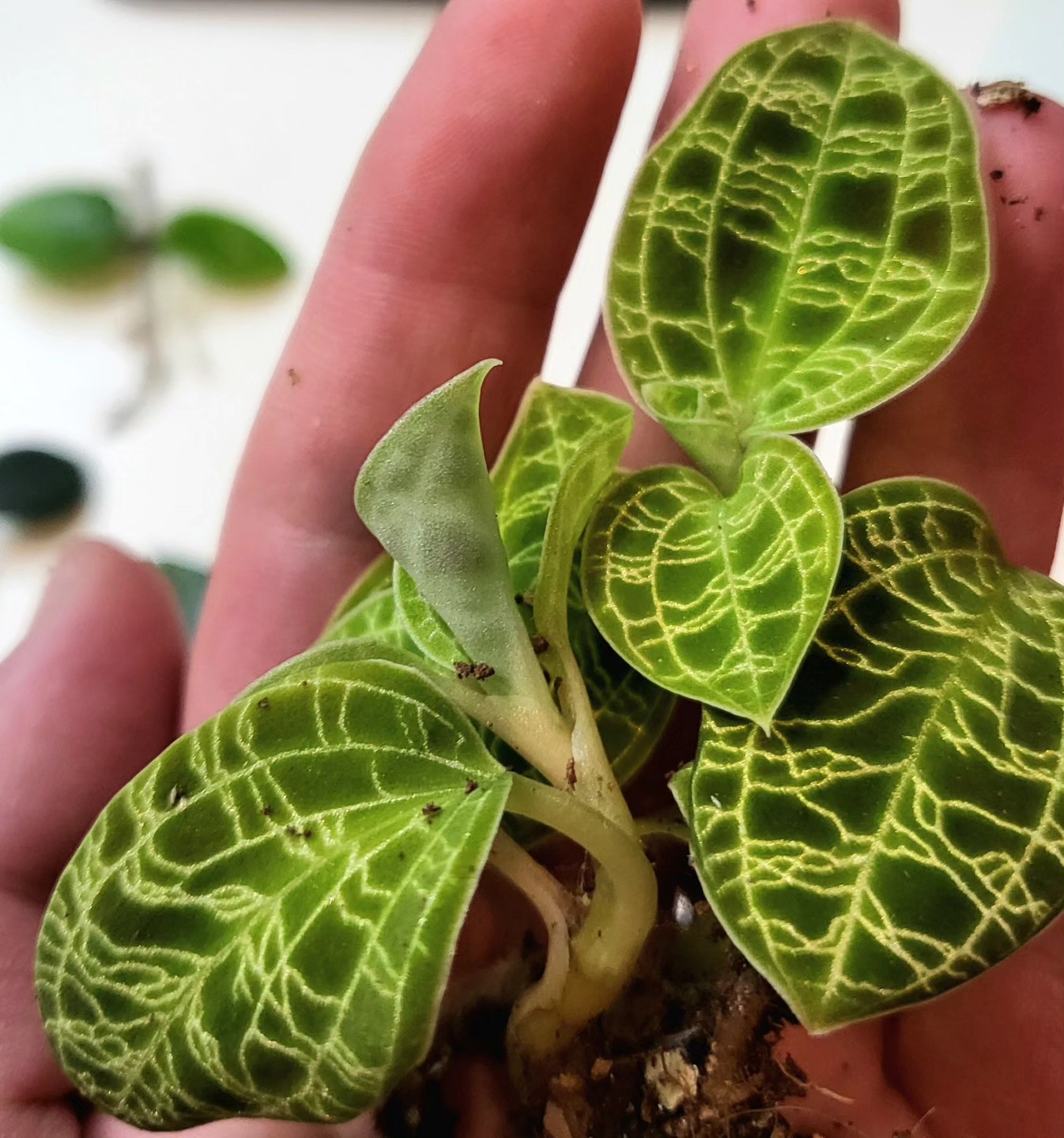 How to care for houseplants during winter