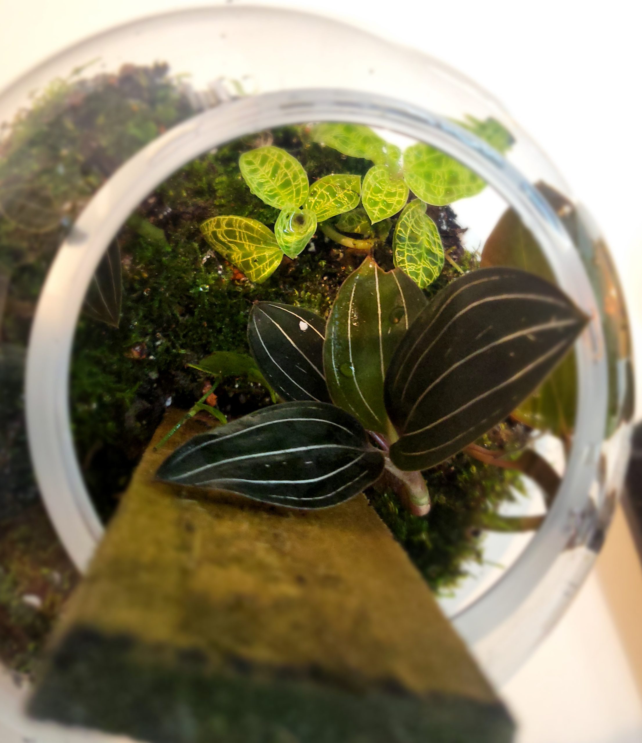 My Jewel Orchid Terrarium: From Neglected Beauties to Thriving Paradise