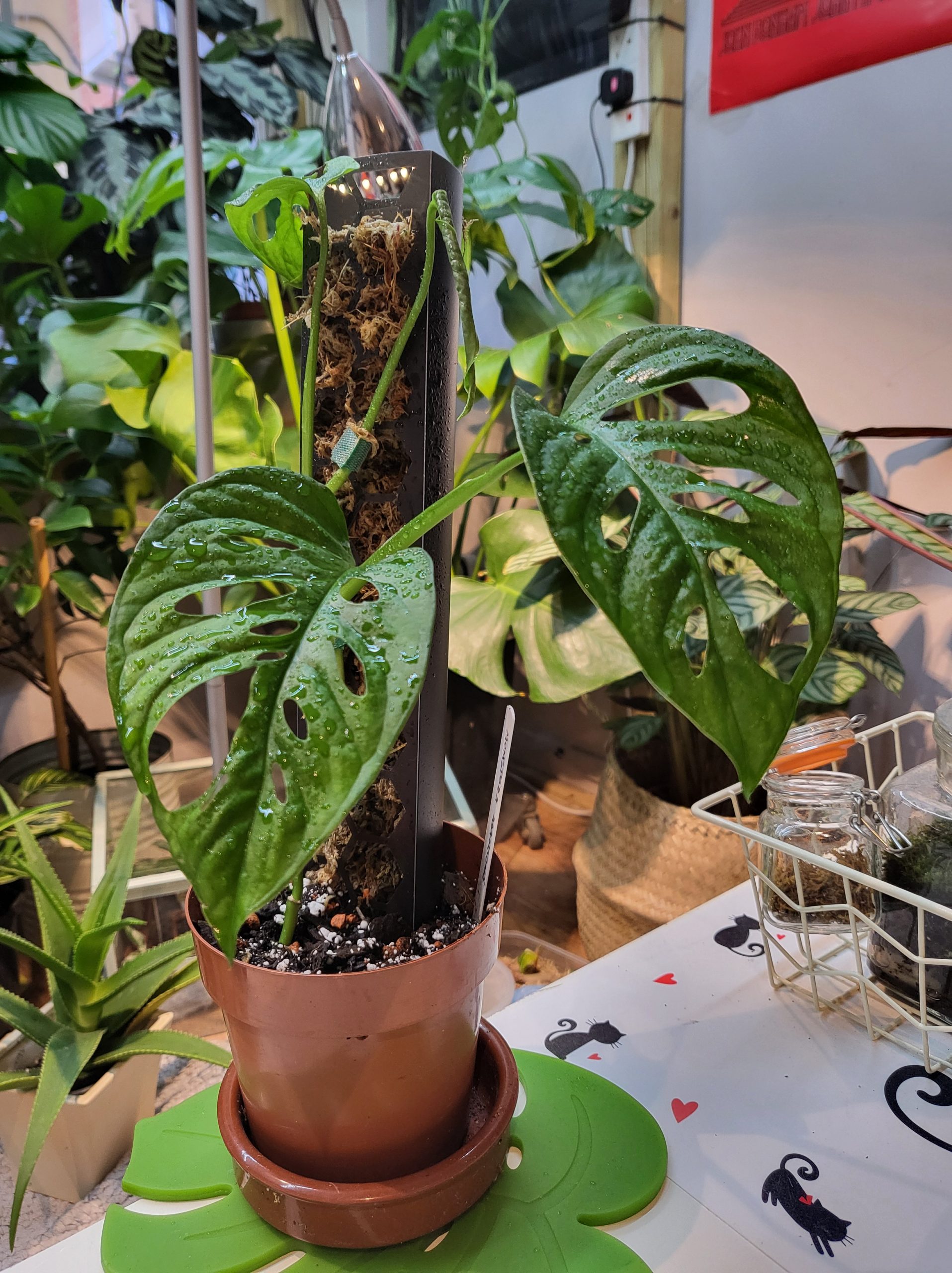 How to train a Monstera Adansonii on a moss pole