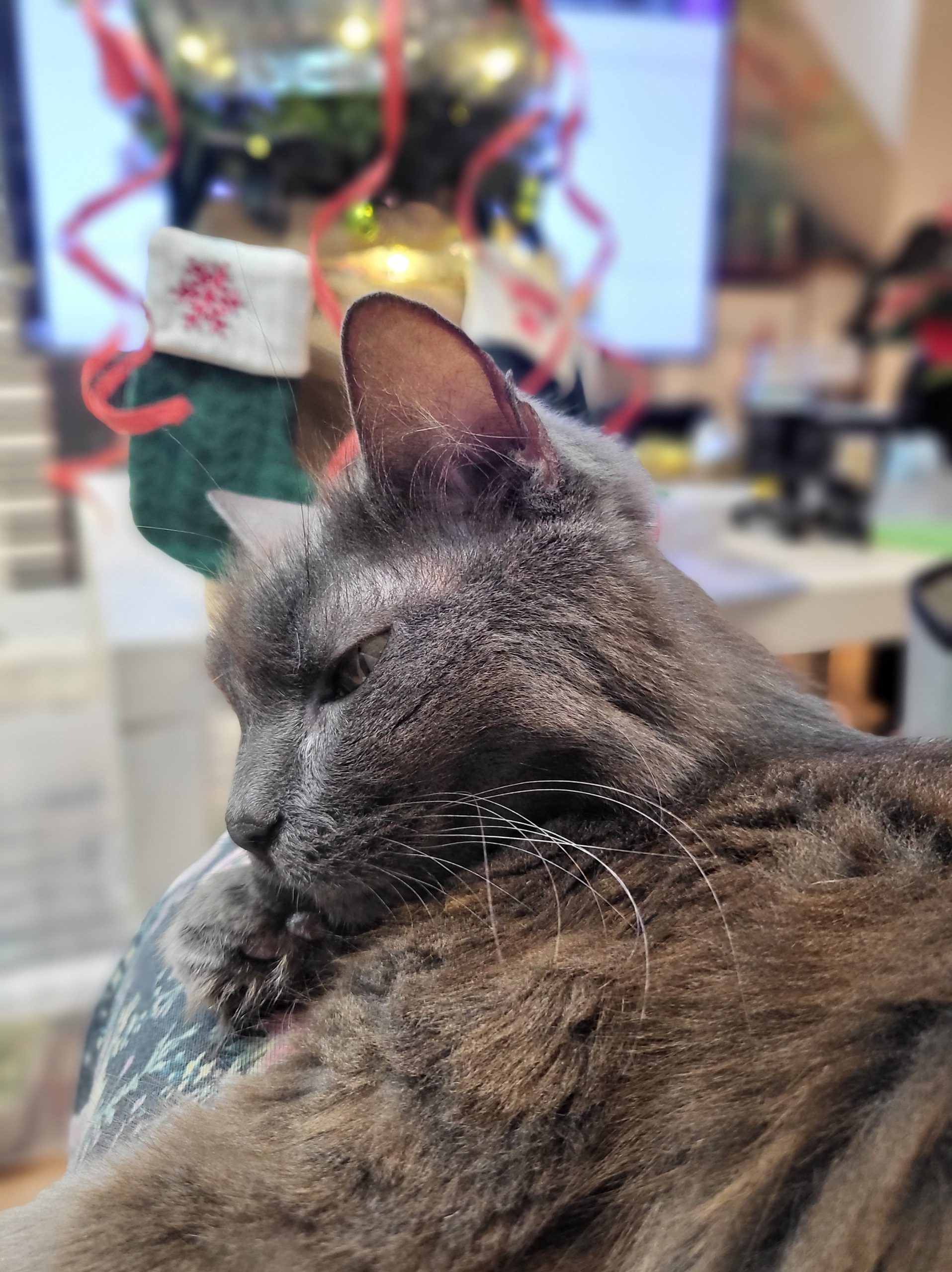 Christmas tree is just an opportunity to get another potted plant