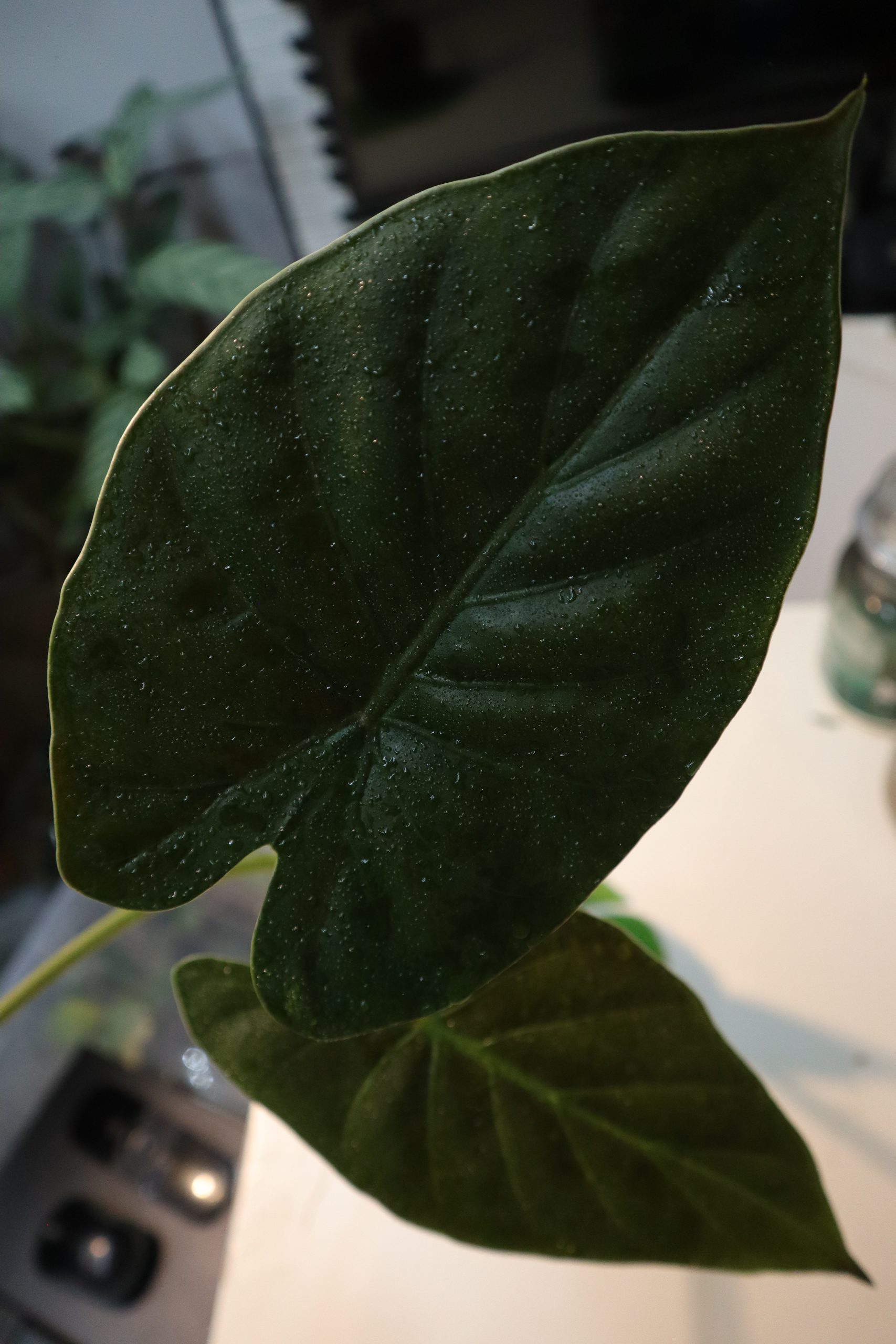 Alocasia Apocalypse and the Rise of Hydroponics 