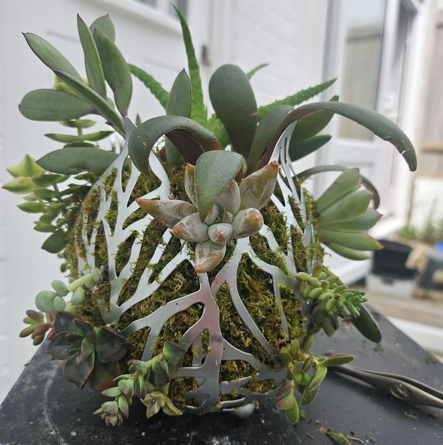 Succulents kokedama – comeback in style Succulents kokedama – comeback in style