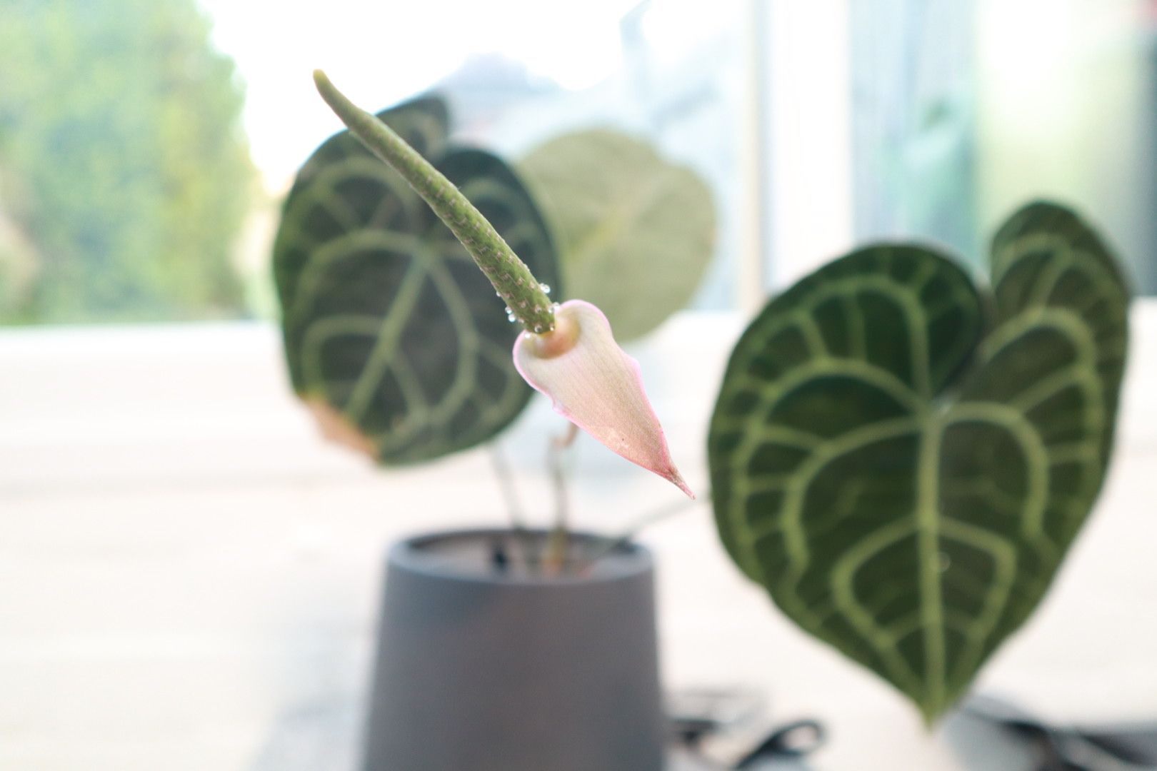 A New Leaf & A Bloom: My Anthurium Clarinervium’s Showstopper