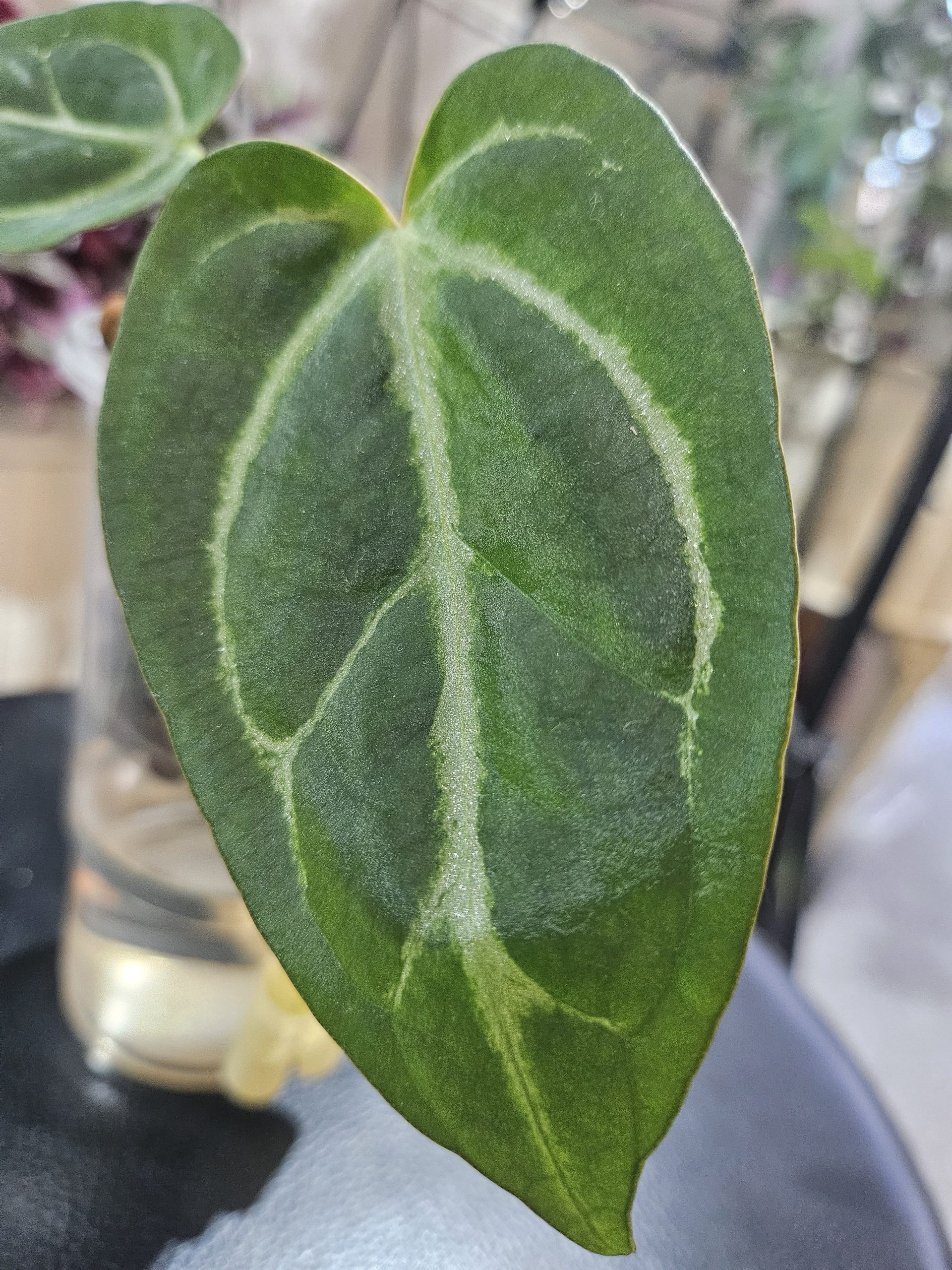 Anthurium Forgetii - Image 2