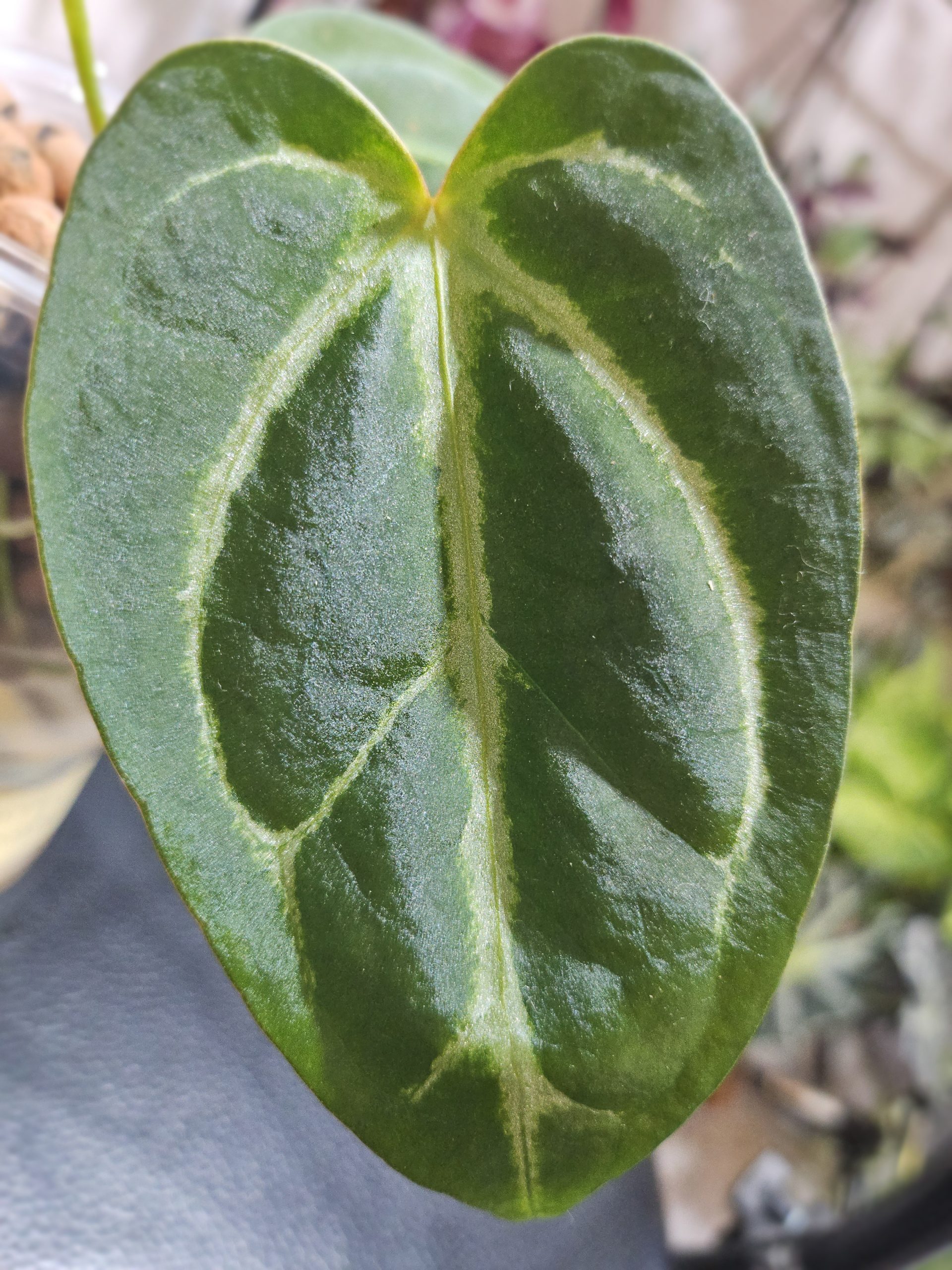 Anthurium Forgetii - Image 3