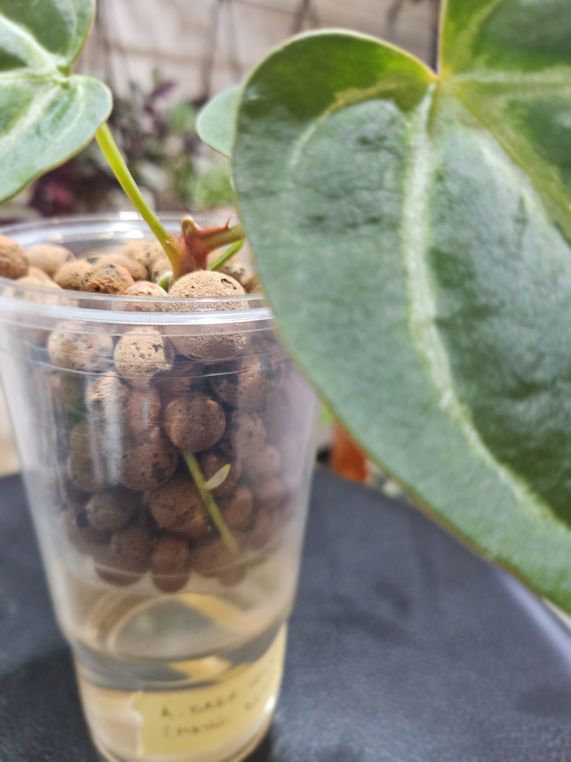 Anthurium Forgetii - Image 4