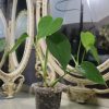 Monstera Sierrana 5 Monstera Sierrana - Thumbnail Image 2