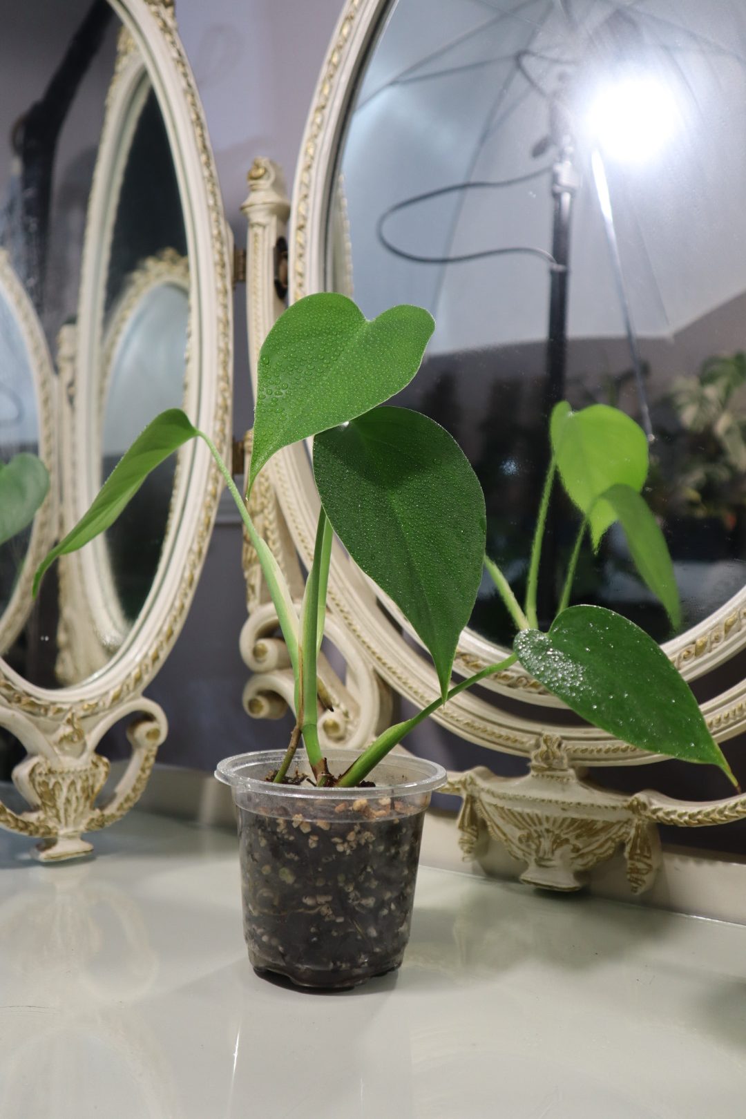 Monstera Sierrana - Image 2