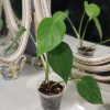 Monstera Sierrana 4 Monstera Sierrana - Thumbnail Image 1