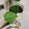 Monstera Sierrana 6 Monstera Sierrana - Thumbnail Image 3