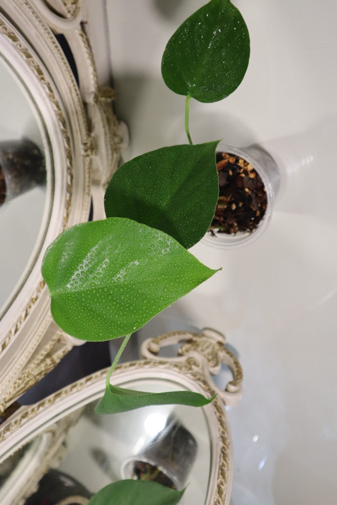 Monstera Sierrana - Image 3