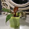 Philodendron 'Prince of Orange' - Thumbnail Image 3