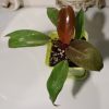 Philodendron 'Prince of Orange' - Thumbnail Image 1