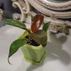 Philodendron 'Prince of Orange' - Thumbnail Image 2