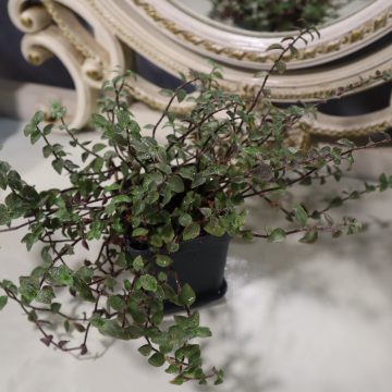 Callisia repens (Reverted 'Bianca')