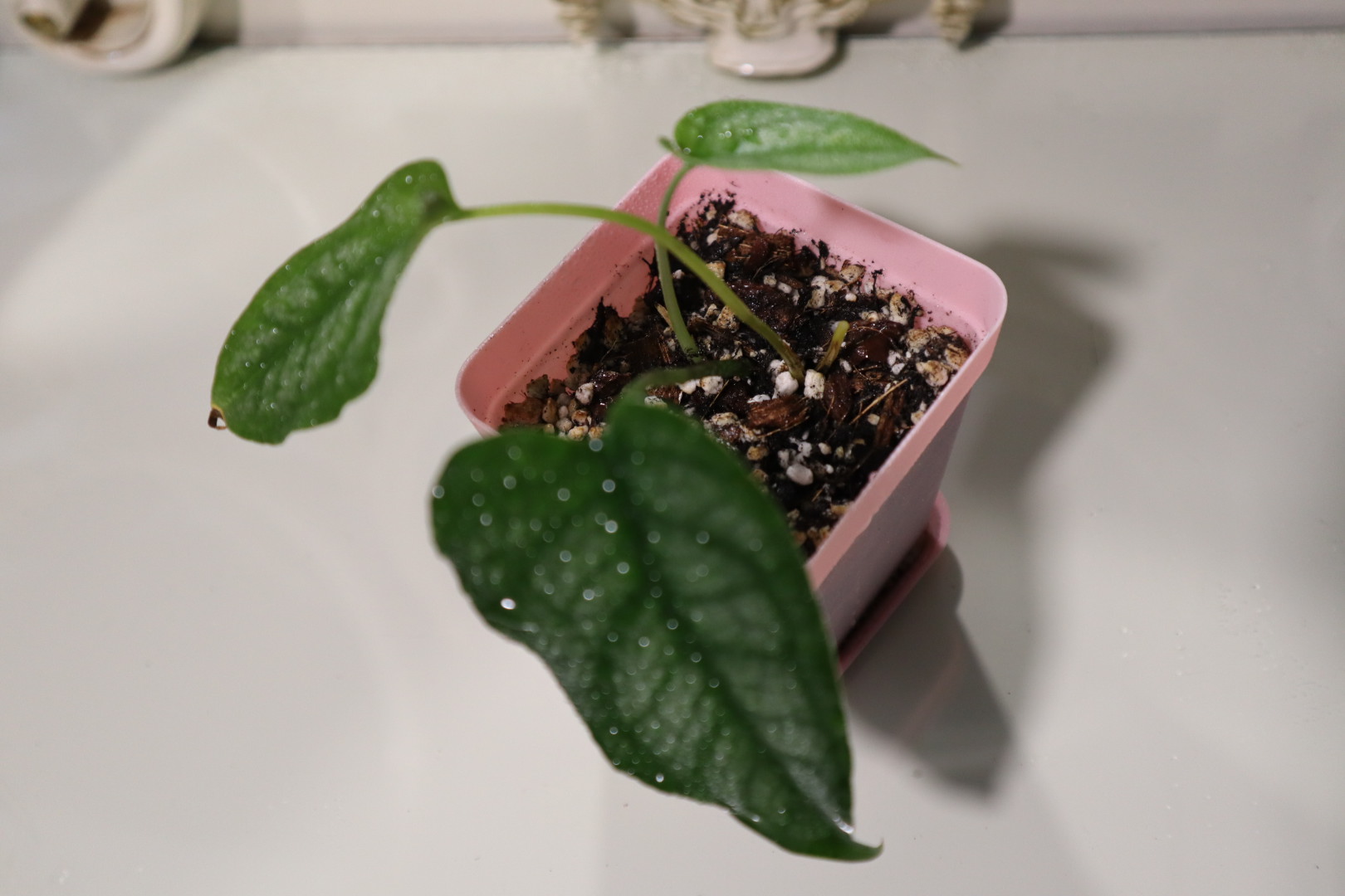 The Dirtiest Secret to Plant Health: Soil Blend