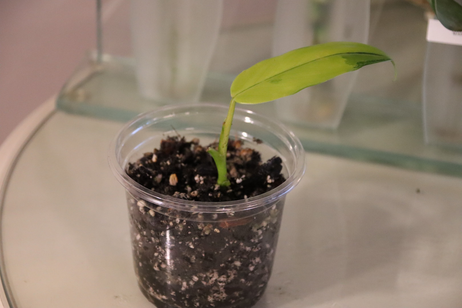 Philodendron Domesticum Variegated - Image 3