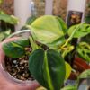 Philodendron Brasil - Thumbnail Image 2
