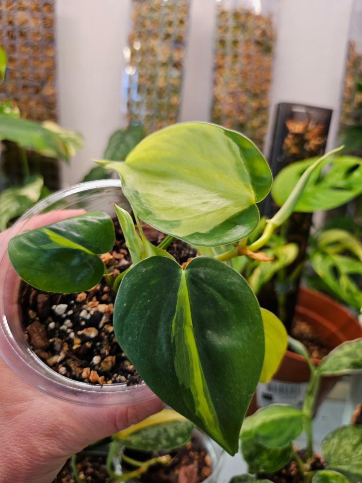 Philodendron Brasil - Image 2