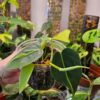Philodendron Brasil - Thumbnail Image 3