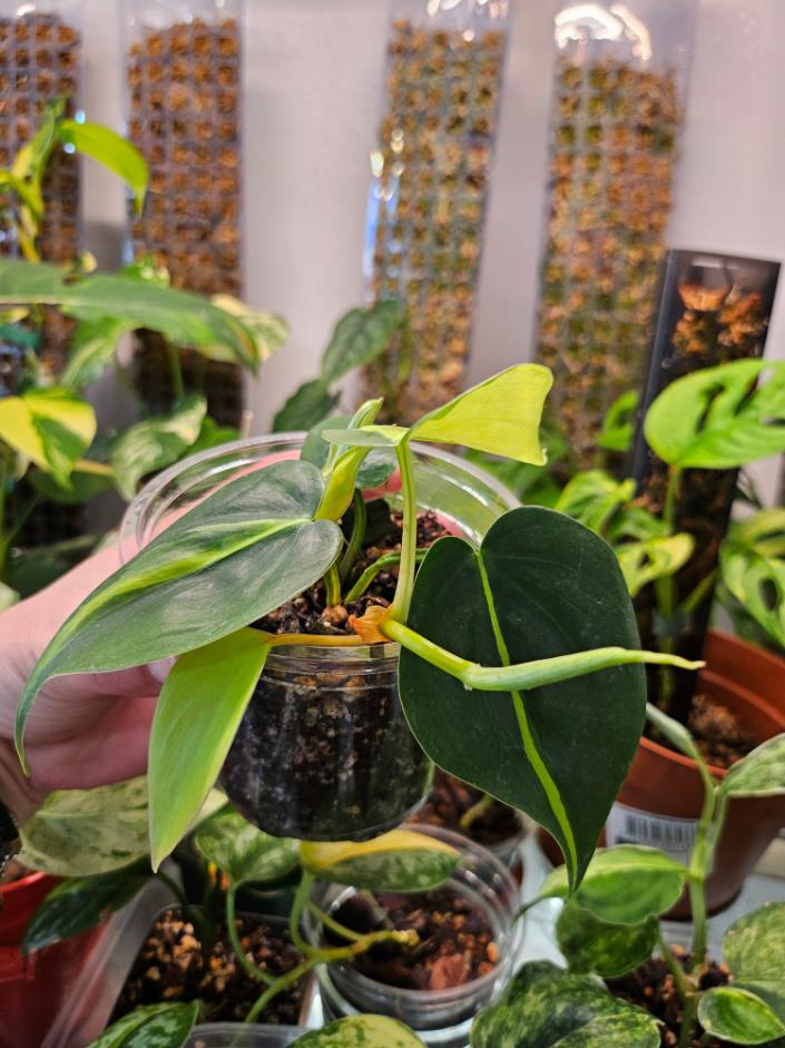 Philodendron Brasil - Image 3