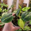 Philodendron Brasil - Thumbnail Image 4