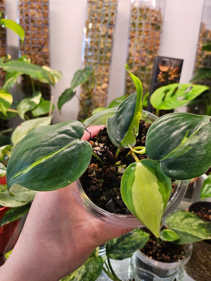 Philodendron Brasil - Image 4