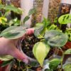 Philodendron Brasil - Thumbnail Image 5