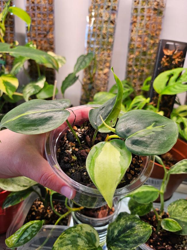 Philodendron Brasil - Image 5