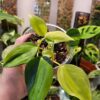 Philodendron Brasil - Thumbnail Image 6