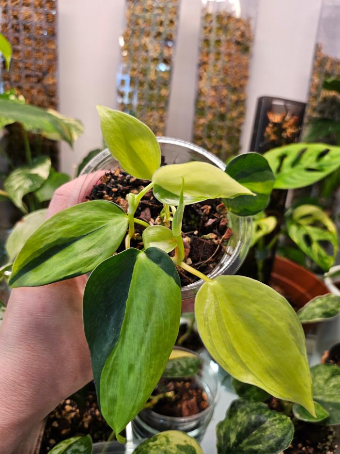Philodendron Brasil - Image 6
