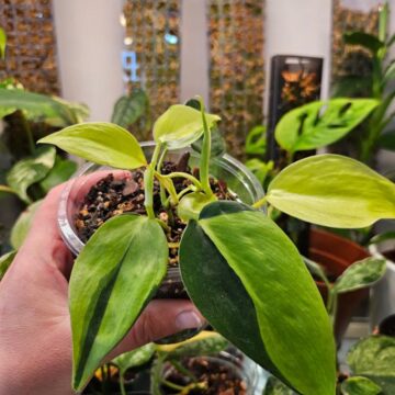 Philodendron Brasil