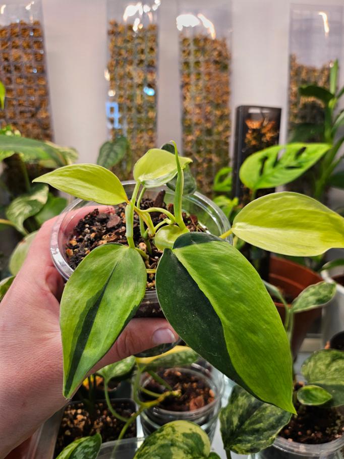 Philodendron Brasil - Image 1