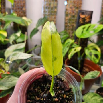 Philodendron Domesticum Variegated