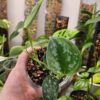 Scindapsus Pictus Argyraeus - Thumbnail Image 4