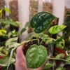 Scindapsus Pictus Argyraeus - Thumbnail Image 2