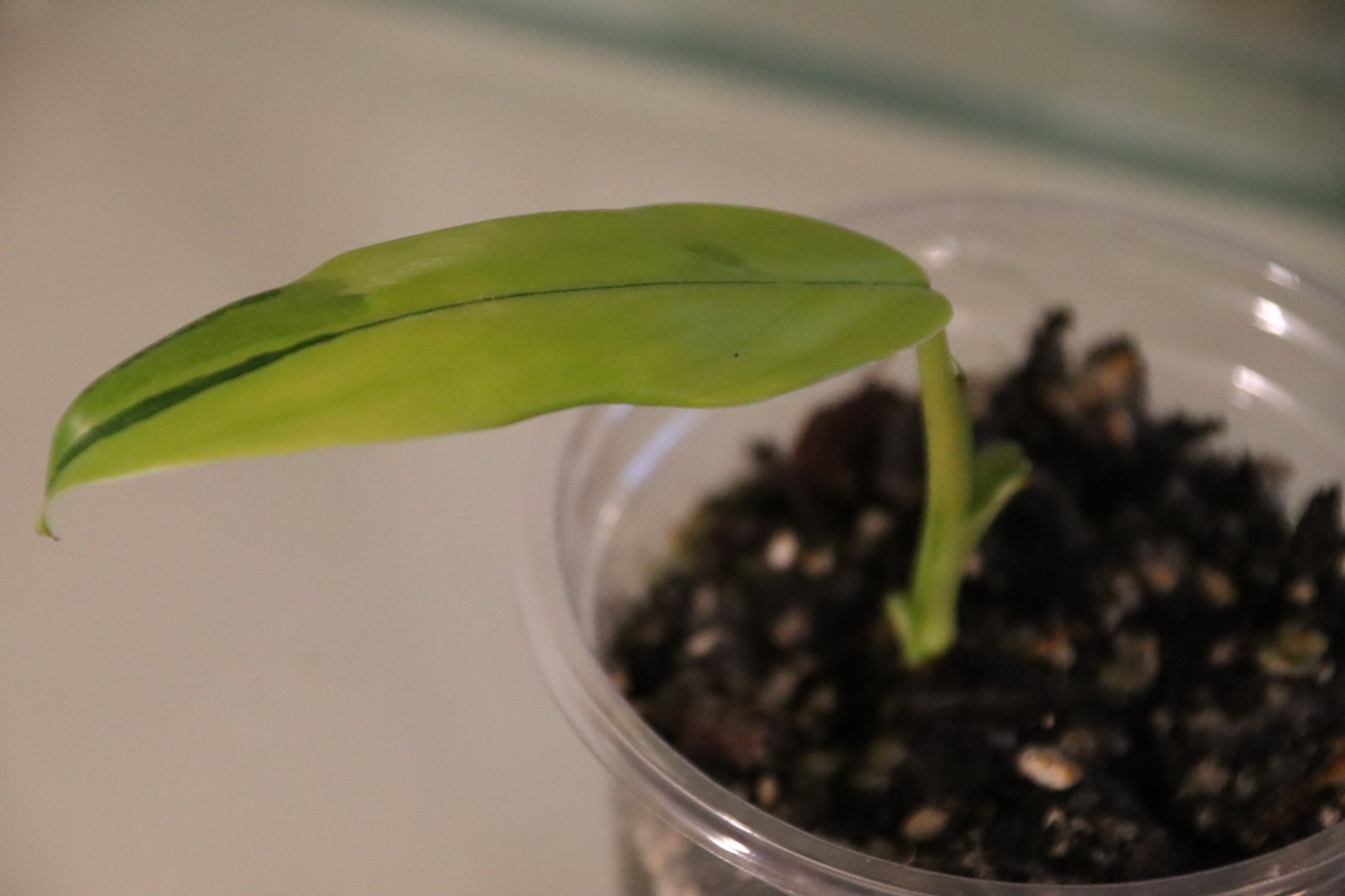 Philodendron Domesticum Variegated - Image 4