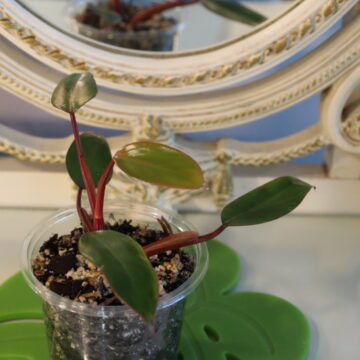 Philodendron Strawberry Shake (Reverted)