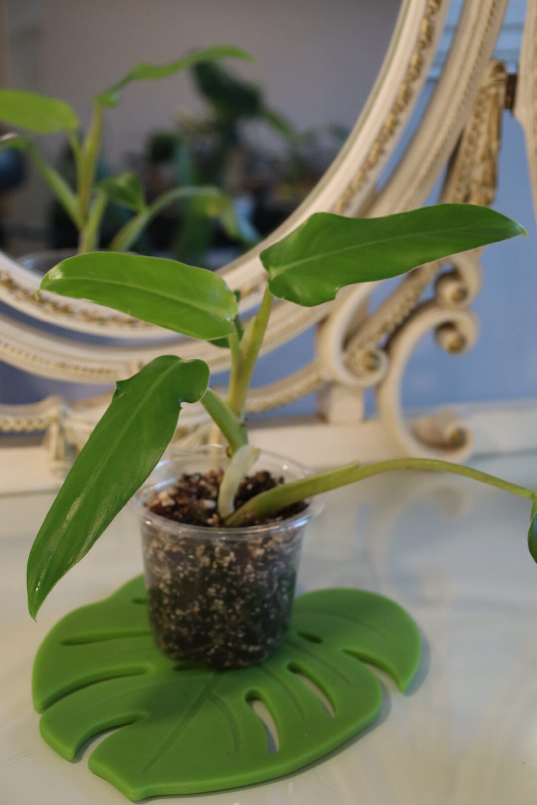 Philodendron Domesticum (Reverted) - Image 2