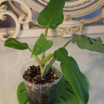 Philodendron Domesticum (Reverted)