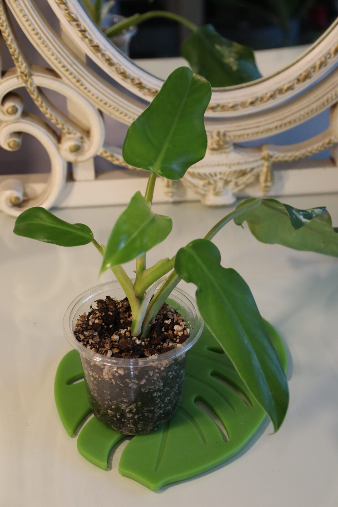 Philodendron Domesticum (Reverted)