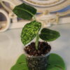 Dieffenbachia Reflector 7 Dieffenbachia Reflector - Thumbnail Image 2