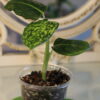 Dieffenbachia Reflector 8 Dieffenbachia Reflector - Thumbnail Image 3