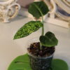 Dieffenbachia Reflector 10 Dieffenbachia Reflector - Thumbnail Image 6