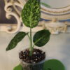 Dieffenbachia Reflector 9 Dieffenbachia Reflector - Thumbnail Image 5