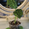 Dieffenbachia Reflector 6 Dieffenbachia Reflector - Thumbnail Image 1