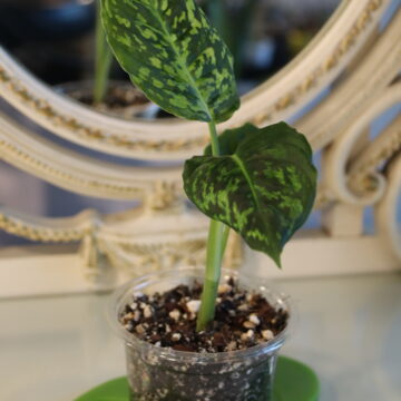 Dieffenbachia Reflector