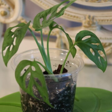 Monstera adansonii