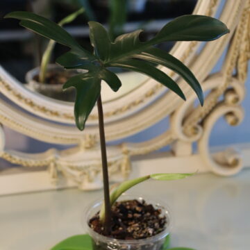 Philodendron Pedatum