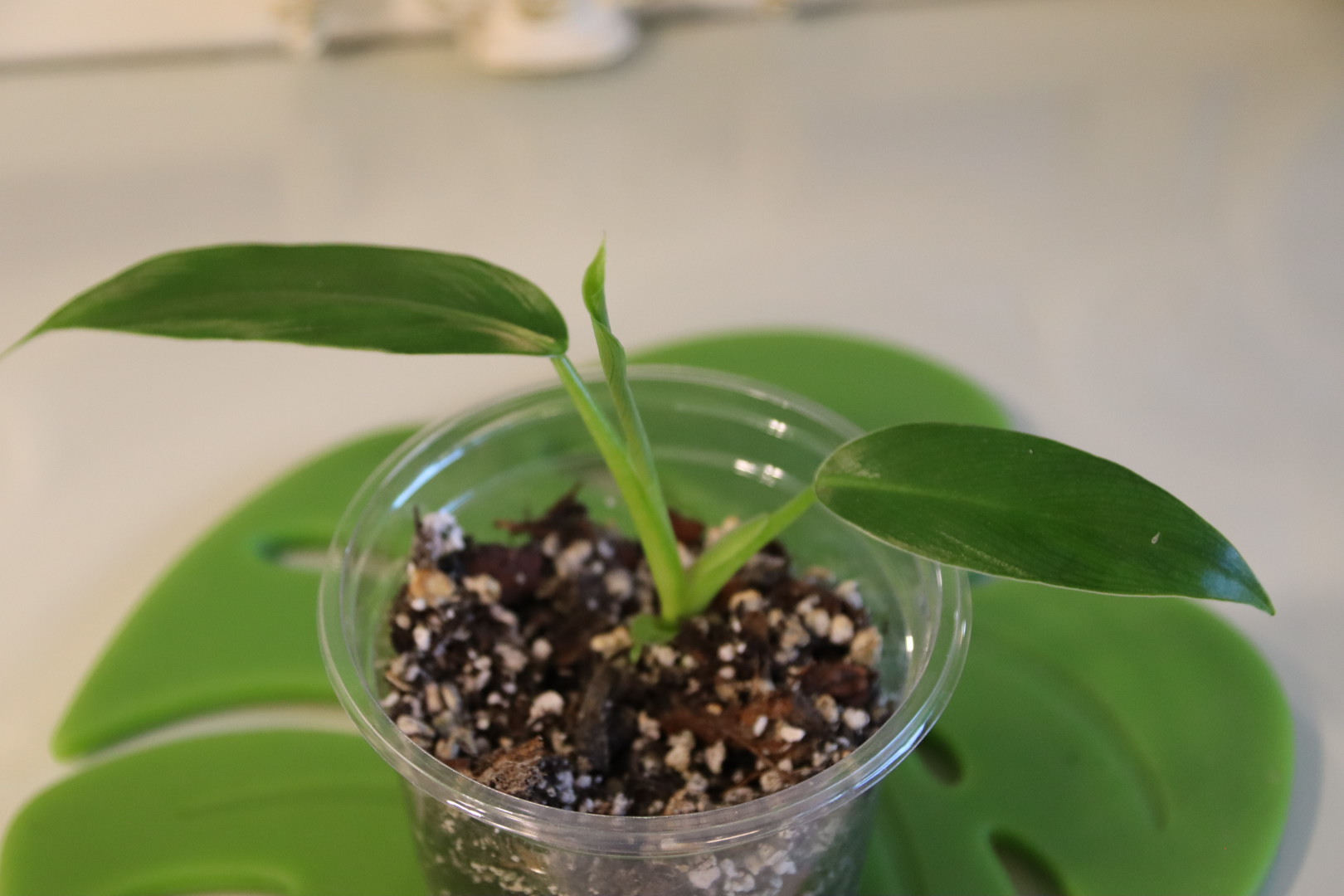Philodendron Domesticum (Reverted) - Image 4